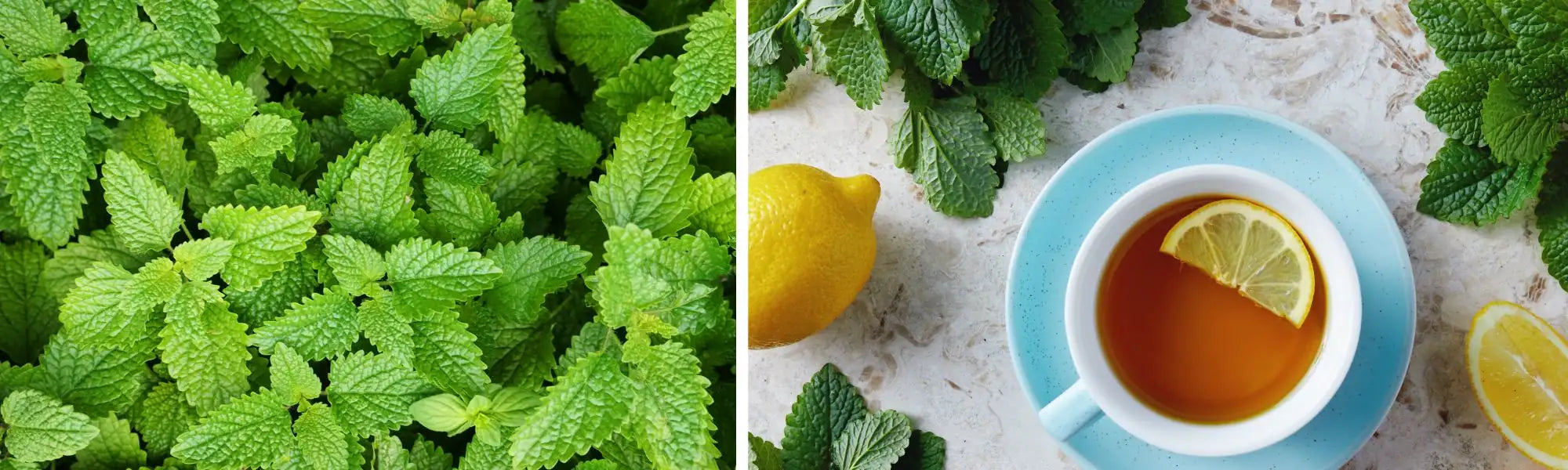 Tè Di Foglie Di Melissa Selvatica Essiccata E Tagliata - Foto 7