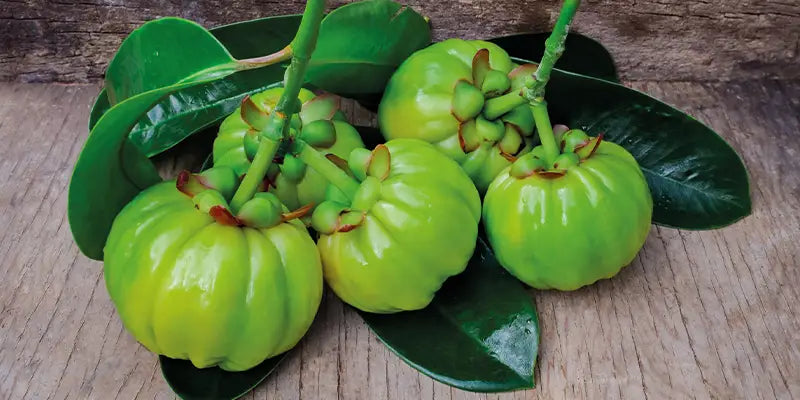 garcinia cambogia bio amoseeds specialisti superalimenti 