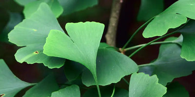 Ginkgo Biloba: Benefici, Dosaggio, Rischi? (Guida Completa)