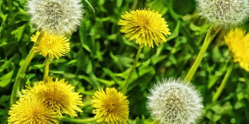Tarassaco bio benefici amoseeds specialista in superalimenti bio