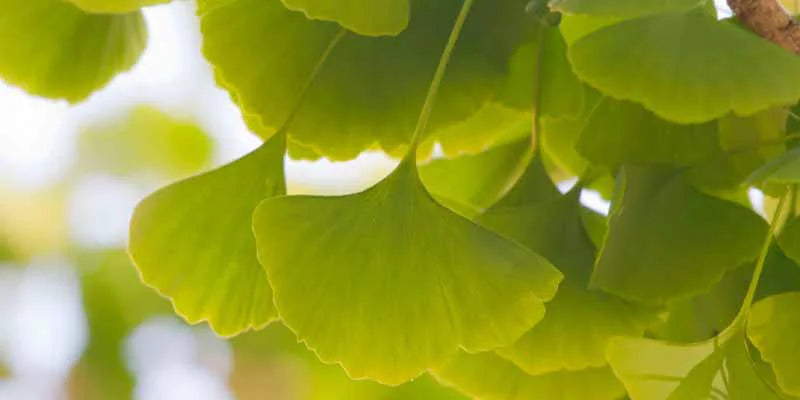 ginkgo pericoloso Amoseeds specialisti superalimenti bio