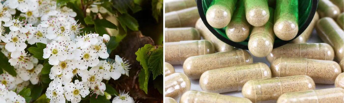 biancospino guida, Amoseeds spiecialisti superalimenti Bio