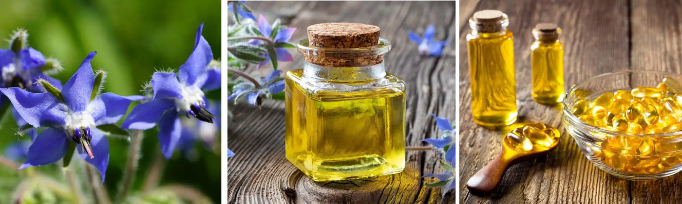 borragine guida  amoseeds specialisti superalimenti bio