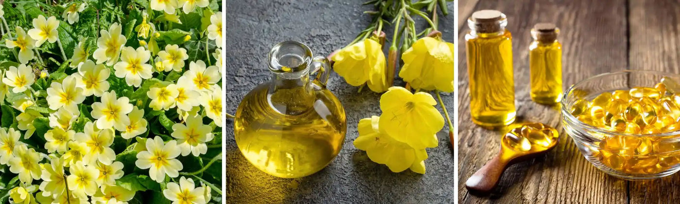 enotera guida Amoseeds specialisti superalimenti bio