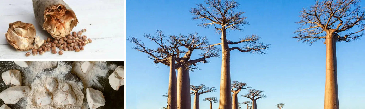 baobab benefici amoseeds specialista dei superalimenti bio