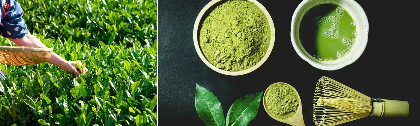 tè matcha Amoseeds, specialista in superalimenti bio