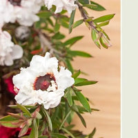 miele di manuka come scegliere Amoseeds specialisti superalimenti Bio