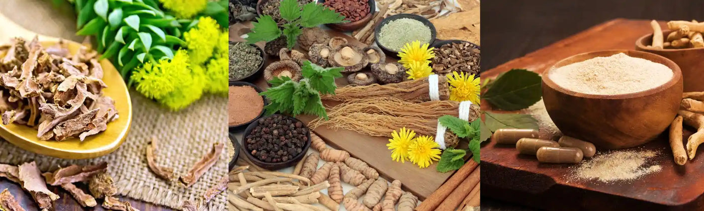 piante adattogene Amoseeds specialisti superalimenti Bio