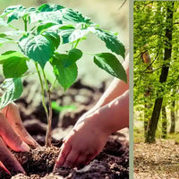 tree nation Amoseeds sepcialista superalimenti Bio 